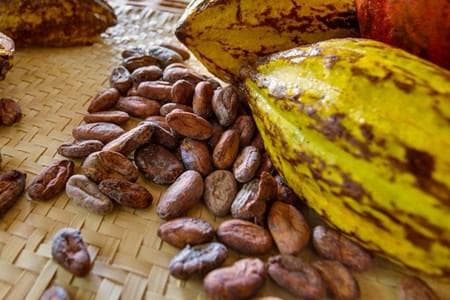 Raw organic cacao pods and beans harvested in Belize