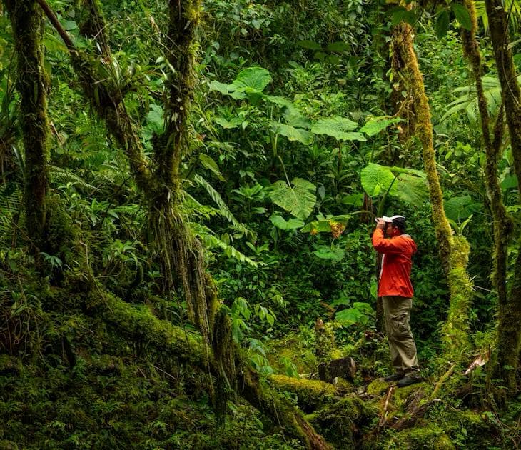 Quiet wildlife watching deep in Belize canopy