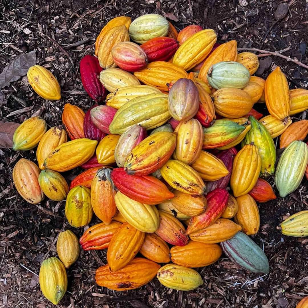 Rubber Tree Chocolate Making, Copal & Cultural Fire Experience + Waterfall photo 2