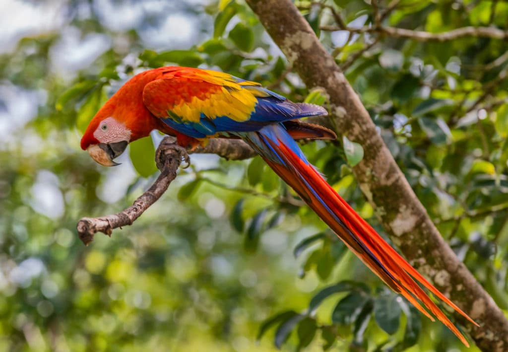 Scarlet Macaw Watching