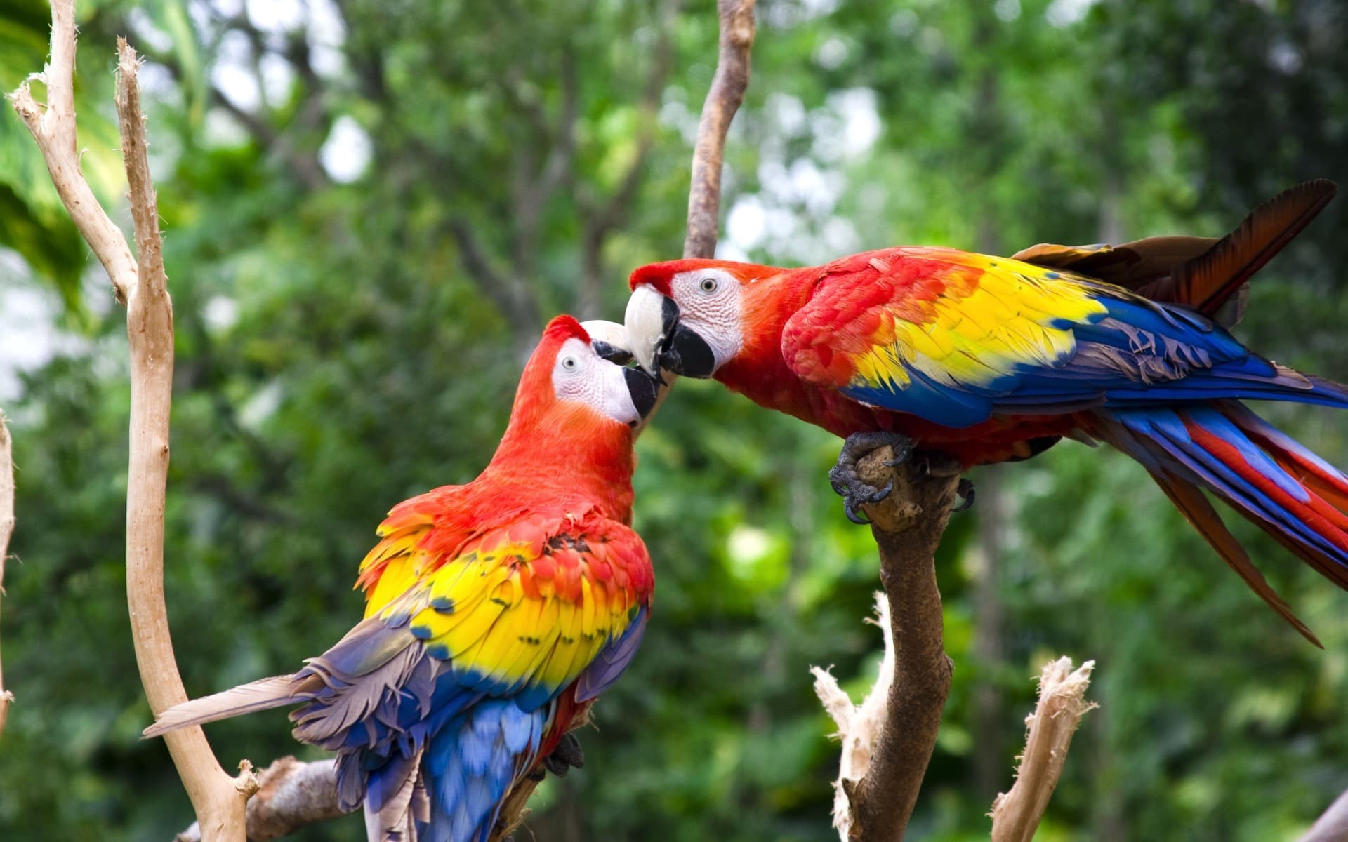 Scarlet Macaw Watching photo 3
