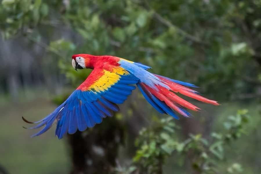 Scarlet macaw in flight over Belize jungle canopy
